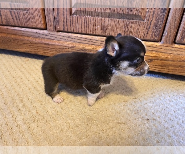 Medium Photo #3 Pembroke Welsh Corgi Puppy For Sale in ROCKFORD, IL, USA