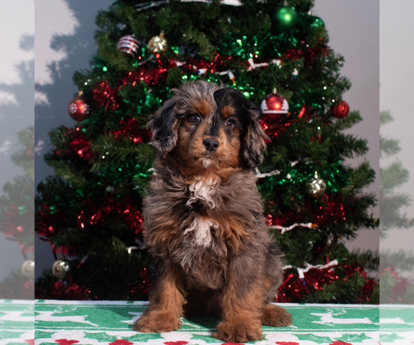 Medium Photo #1 Aussiedoodle Miniature  Puppy For Sale in ACWORTH, GA, USA