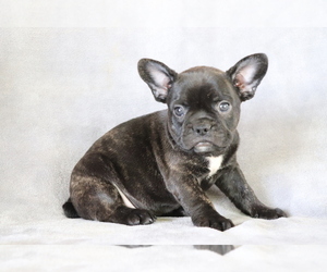 French Bulldog Puppy for sale in SHILOH, OH, USA