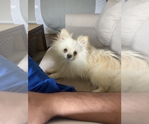 Pomeranian Dog for Adoption in AUSTIN, Texas USA