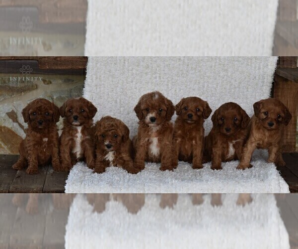 Medium Photo #5 Cavapoo Puppy For Sale in DORNSIFE, PA, USA