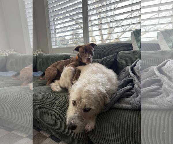 Medium Photo #2 American Pit Bull Terrier-Unknown Mix Puppy For Sale in MIDWAY, UT, USA