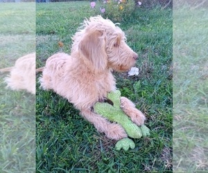 Double Doodle Puppy for sale in JEFFERSONTOWN, KY, USA
