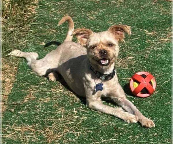 Medium Photo #4 Mutt Puppy For Sale in Spring Lake, NC, USA