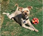 Small #3 Mutt