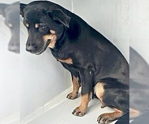 Rottweiler-Unknown Mix Dogs for adoption in Houston, TX, USA