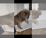 FEMALE - Female Pomeranian Puppy for Sale - Small photo