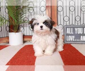 Shih Tzu Puppy for sale in NAPLES, FL, USA