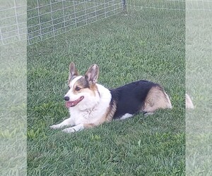 Father of the Pembroke Welsh Corgi puppies born on 09/08/2022