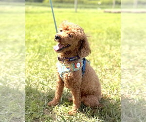 Flash - Male Poodle (Miniature) Dog for Adoption - Photo #3