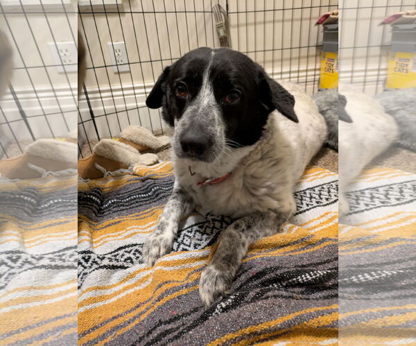 Medium Photo #5 Border Collie-Unknown Mix Puppy For Sale in Sandy, UT, USA