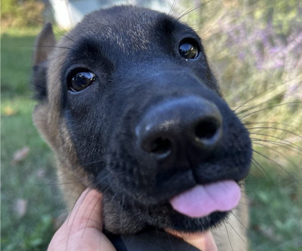 Medium Photo #57 Belgian Malinois Puppy For Sale in S CHARLESTON, WV, USA