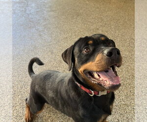 Noodles - Male Rottweiler Dog for Adoption - Photo #6