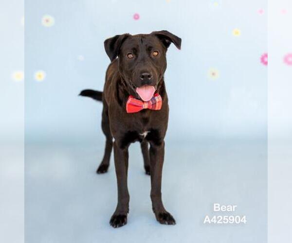 Medium Photo #1 Labrador Retriever-Unknown Mix Puppy For Sale in Conroe, TX, USA