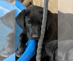 Small #1 Labrador Retriever