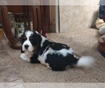 Small #5 English Springer Spaniel
