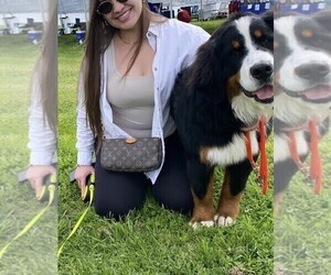 Mother of the Bernese Mountain Dog puppies born on 07/16/2025