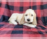 Small #8 Cocker Spaniel