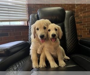 English Cream Golden Retriever Puppy for Sale in BROOKSVILLE, Florida USA