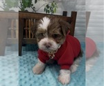 Small Photo #19 Shorkie Tzu Puppy For Sale in SELLERSBURG, IN, USA