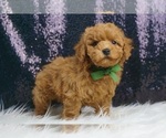 Small #3 Maltipoo