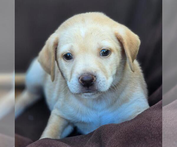 Medium Photo #1 Chihuahua-Unknown Mix Puppy For Sale in San Diego, CA, USA