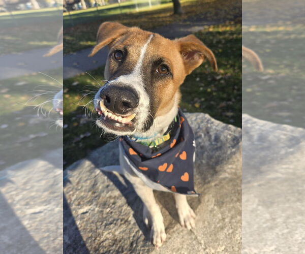 Medium Photo #4 Mutt Puppy For Sale in Sandy, UT, USA