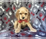Small #4 Cocker Spaniel