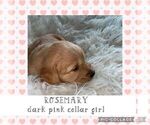 Small Photo #10 Golden Retriever Puppy For Sale in LIME SPRINGS, IA, USA