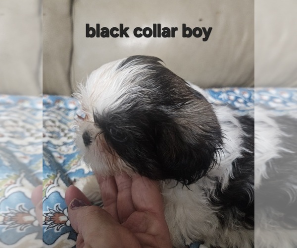 Medium Photo #18 Shih Tzu Puppy For Sale in WOODSFIELD, OH, USA