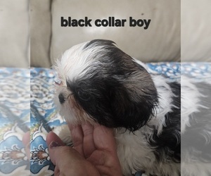 Medium Shih Tzu