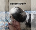 Puppy 5 Shih Tzu
