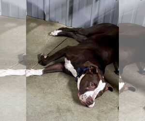 Spice - Male American Pit Bull Terrier-Unknown Mix Dog for Adoption - Photo #11
