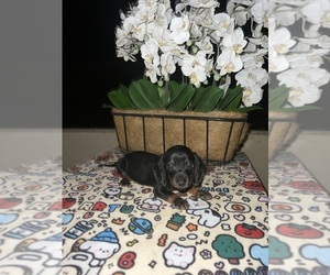 Dachshund Litter for sale in CHANDLER, AZ, USA