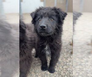 Mutt Dogs for adoption in Bemidji, MN, USA