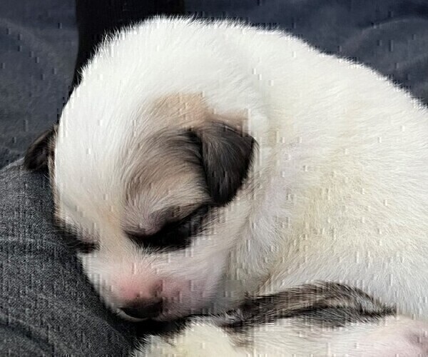 Medium Photo #15 Great Pyrenees Puppy For Sale in MOUNT AIRY, NC, USA