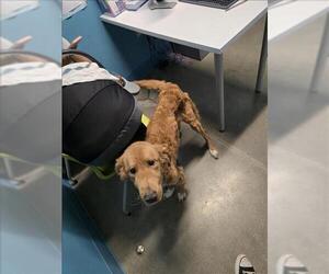 Golden Retriever-Unknown Mix Dogs for adoption in Houston, TX, USA