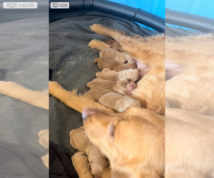 Golden Retriever Puppy for sale in CARR, CO, USA
