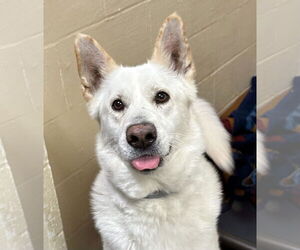 Toby GSD - Male German Shepherd Dog Dog for Adoption - Photo #5