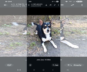 Rat Terrier Dogs for adoption in NYC, NY, USA