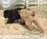 Small Photo #50 Poodle (Standard) Puppy For Sale in GARWOOD, TX, USA
