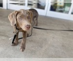 Small Photo #11 Labrador Retriever Puppy For Sale in ALEXANDRIA, VA, USA