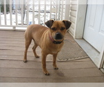 Small Photo #1 Puggle Puppy For Sale in SHILOH, OH, USA