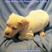 Small Photo #123 Dogo Argentino Puppy For Sale in JANE, MO, USA