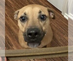 Black Mouth Cur Dog for Adoption in SAN ANTONIO, Texas USA
