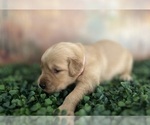 Small #10 Golden Retriever