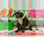 Small Labrador Retriever Mix