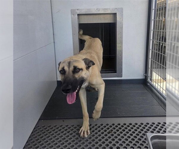 Medium Photo #2 German Shepherd Dog-Unknown Mix Puppy For Sale in San Bernardino, CA, USA