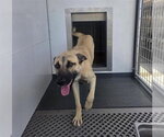Small #1 German Shepherd Dog Mix