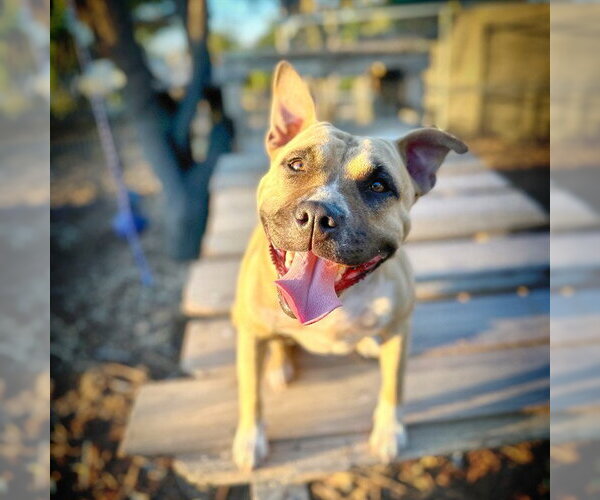Medium Photo #1 American Staffordshire Terrier Puppy For Sale in Alameda, CA, USA